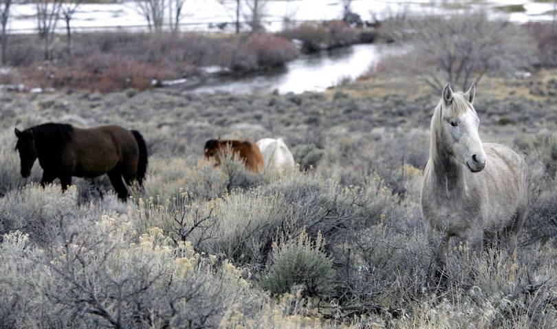 This  2006 photo shows  wild horses grazing near Carson River in Carson City, Nev.  (File Associated Press)
