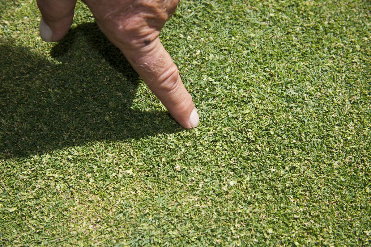 Indian Canyon golf pro Gary Lindeblad points out Poa Annua growing on the 17th hole, June 26, 2015. (Dan Pelle / The Spokesman-Review)