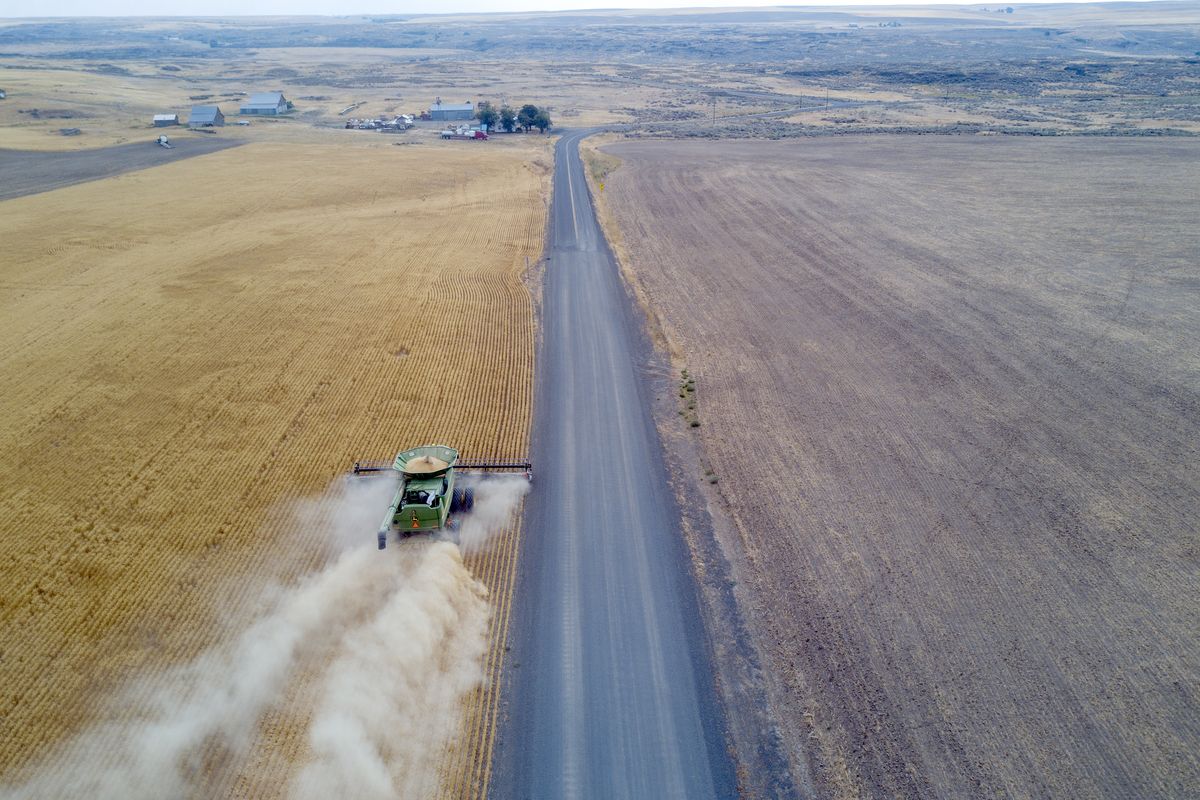 Kevin Klein, who farms near Sprague, Washington, harvests a field of wheat with his combine along Doerschlag Road East on Wednesday. The results in this field are in the 40 to 60 bushels per acres range, meaning a pretty disappointing harvest, though he has more successful varieties in other fields. He blames the poor harvest on weather extremes, both cold and extreme heat, as well as a lack of moisture.  (Jesse Tinsley/THE SPOKESMAN-REVI)