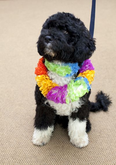 The identity of the first puppy, a 6-month-old Portuguese water dog, leaked out Saturday. White House photo by Pete Souza (White House photo by Pete Souza / The Spokesman-Review)