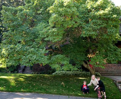 Residents of the Cliff-Cannon neighborhood recently took a 'tree walk' and chose a Tree of the Year. Participants included, from left, Micah Lundberg, Sara Weaver Lundberg, and Liam Lundberg.  (Sara Weaver Lundberg)