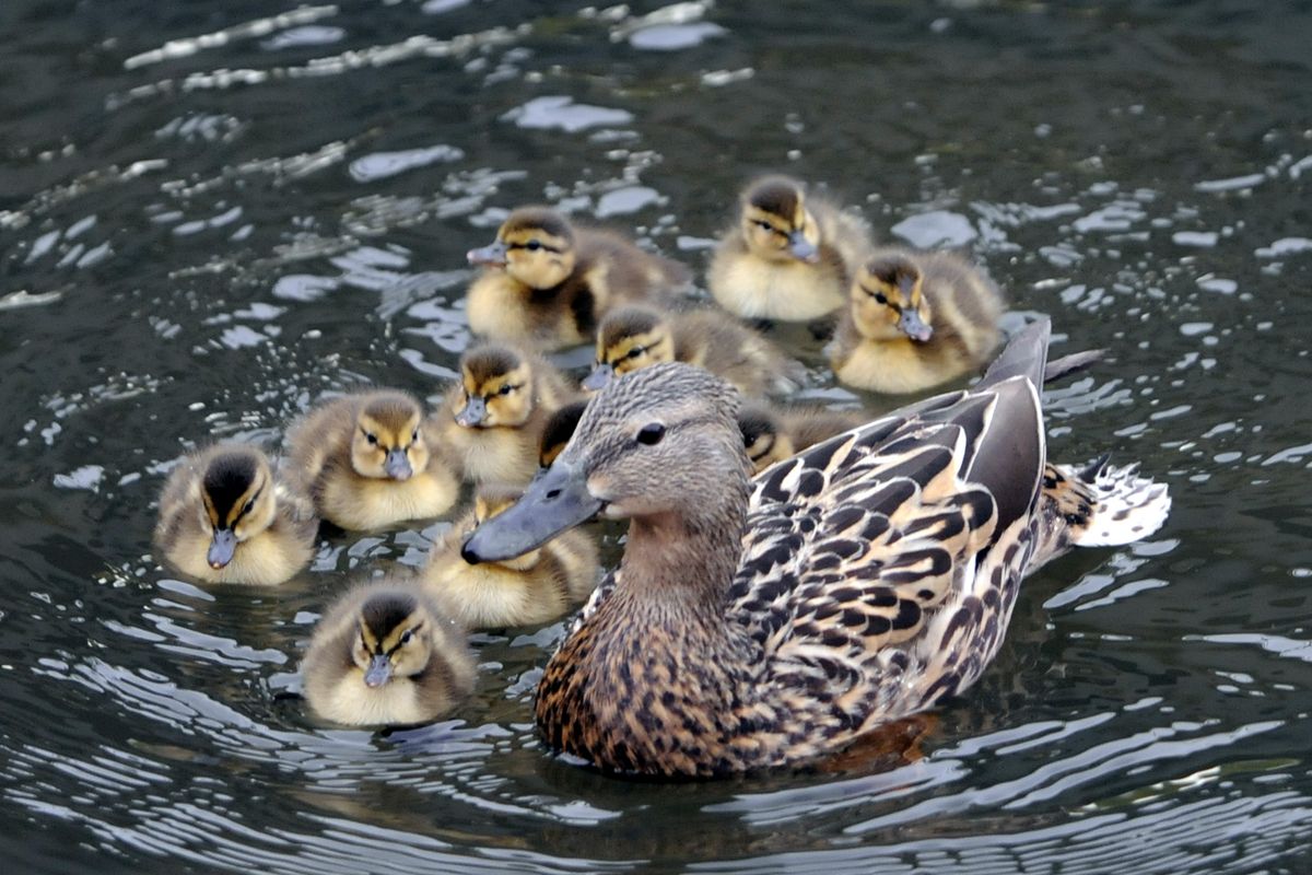 It took a troupe of bank employees and a phalanx of bystanders and media, but eventually a hen duck and 12 ducklings slid into the water in Riverfront Park Saturday.  (Jesse Tinsley / The Spokesman-Review)