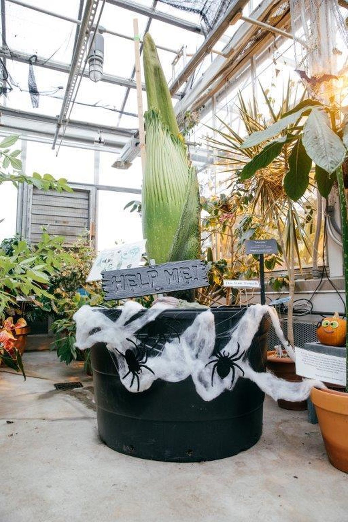 Corpse flower' that smells like dirty diapers to bloom