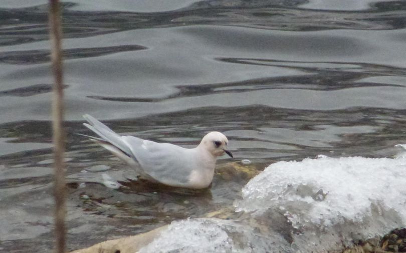 A rare sighting of a Ross's gull in Okanogan County was documtented in this photo by Washington Department of Fish and Wildlife biologist Jeff Heinlen. (Jeff Heinlen / Washington Department of Fish and Wildlife)