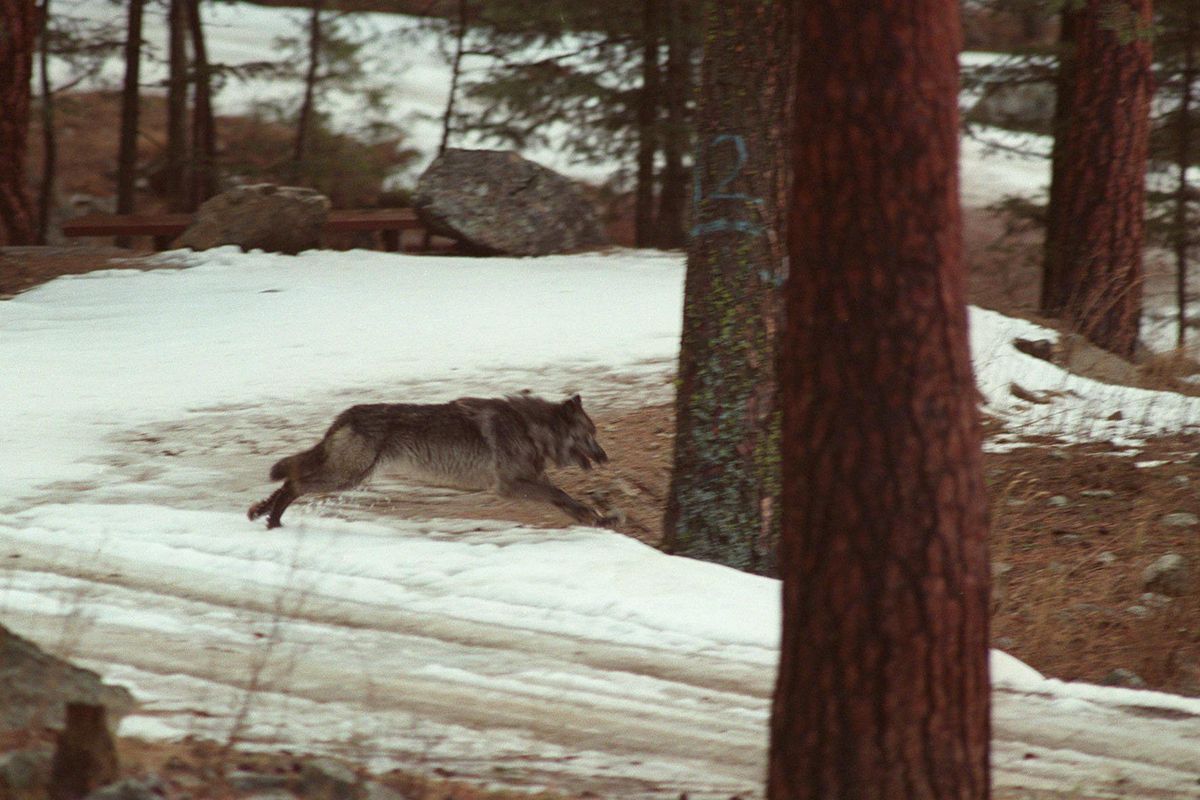 In this Jan. 14, 1995, file photo, a wolf leaps across a road into the wilds of Central Idaho. (Doug Pizac / AP)