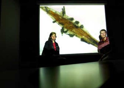 
The Spokesman-Review Gonzaga University professors Julie Beckstead and David Boose appear Tuesday with a blowup of a microscopic picture of the black fingers of death grown in their lab that attacks cheatgrass seed.
 (Brian Plonka / The Spokesman-Review)