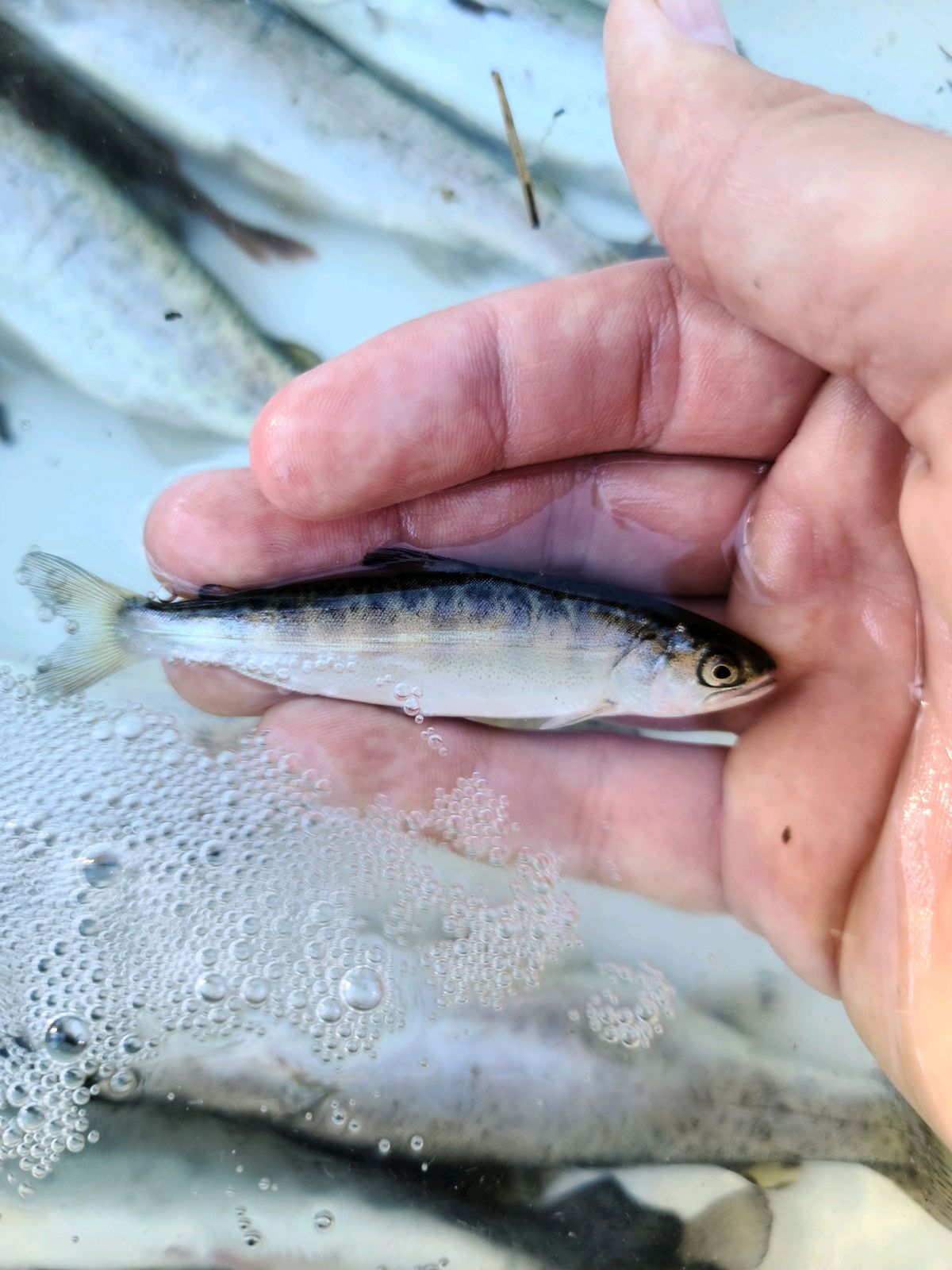 In the past few weeks, 200 subyearling chinook salmon have been captured in a rotary screw trap located in the Sanpoil River upstream of Grand Coulee Dam.  (Courtesy)