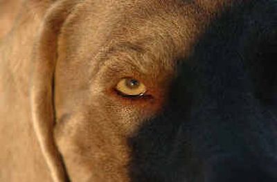 
A Weimaraner named Lear comes back from a walk  at the fairgrounds. Lear, owned by Susan and Eric Erpenbeck of Pasco, was only one point, which is one grand champion win, away from AKC champion status. 
 (The Spokesman-Review)