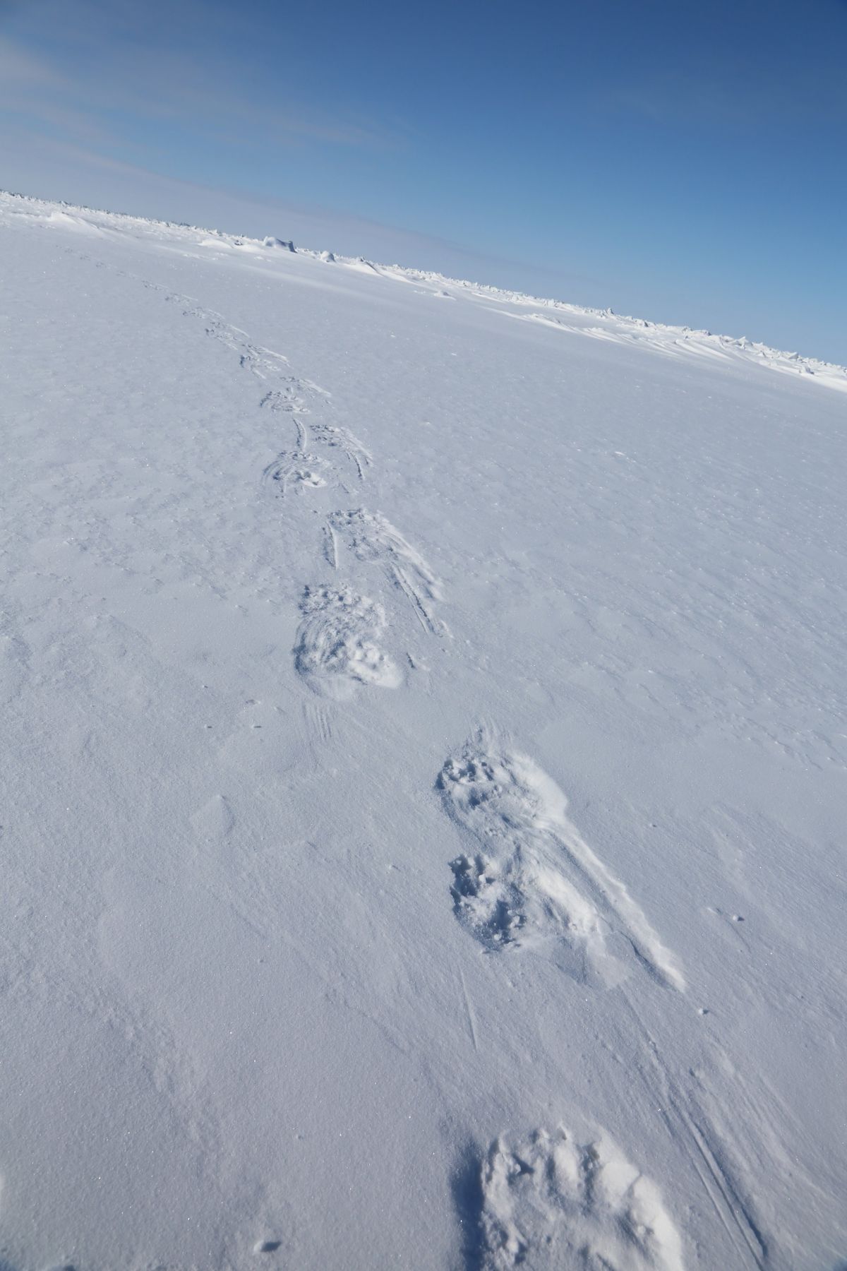 Polar bear footprints on the shorefast sea ice north of Utqiagvik, Alaska.  (photo courtesy of University of Idaho)