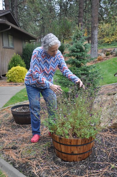 Stefanie Pettit looks over a salvia that regrew after the summer heat and survived being eaten down by the deer in her yard off Carnahan Road. She was looking for ways to protect it from the deer over the winter. 