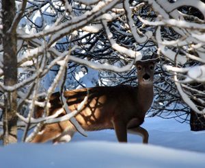 Antlerless deer and elk hunts are cut back this season. (Rich Landers / The Spokesman-Review)