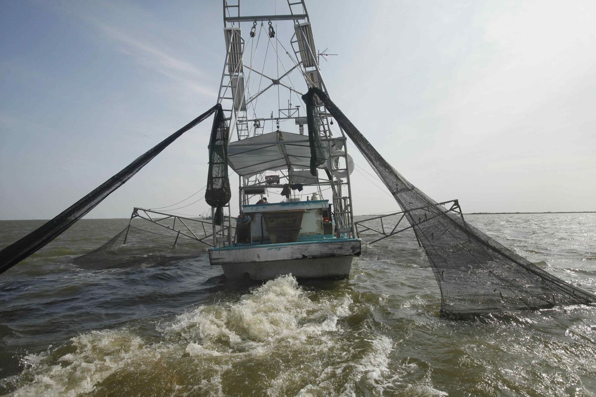  Shrimpers haul in their catch in Bastian Bay, near Empire, La., on Monday, the first day of shrimping since the Deepwater Horizon spill  April 20. Louisiana ranks first in the nation in shrimp, blue crab, crawfish and oysters.  (Associated Press)