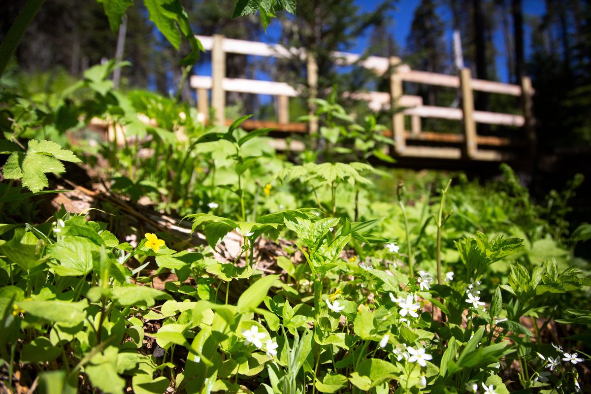 The new bridge on Trail 131 on Mount Spokane as seen Thursday.  (Eli Francovich/The Spokesman-Review)