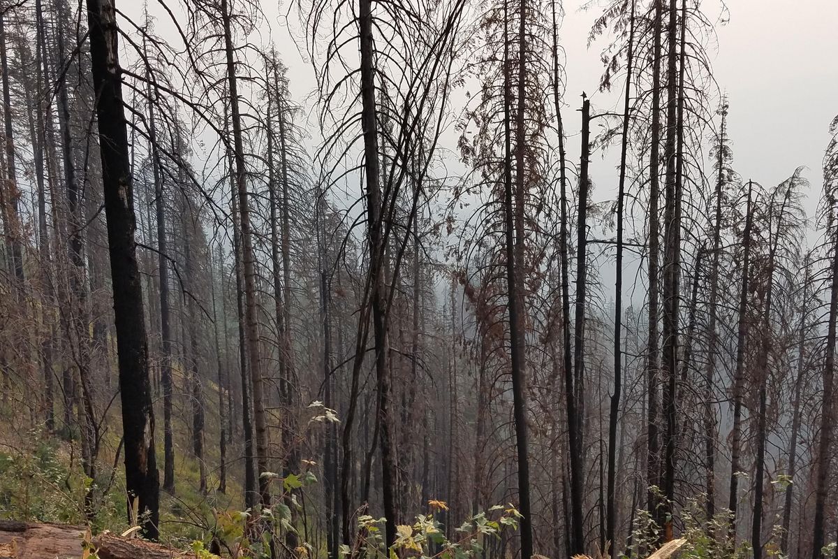 A stand of timber burned in the Woodrat fire in the Nez Perce National Forest, where a joint federal-state salvage project is removing burned logs and replanting the area. (Idaho Department of Lands)