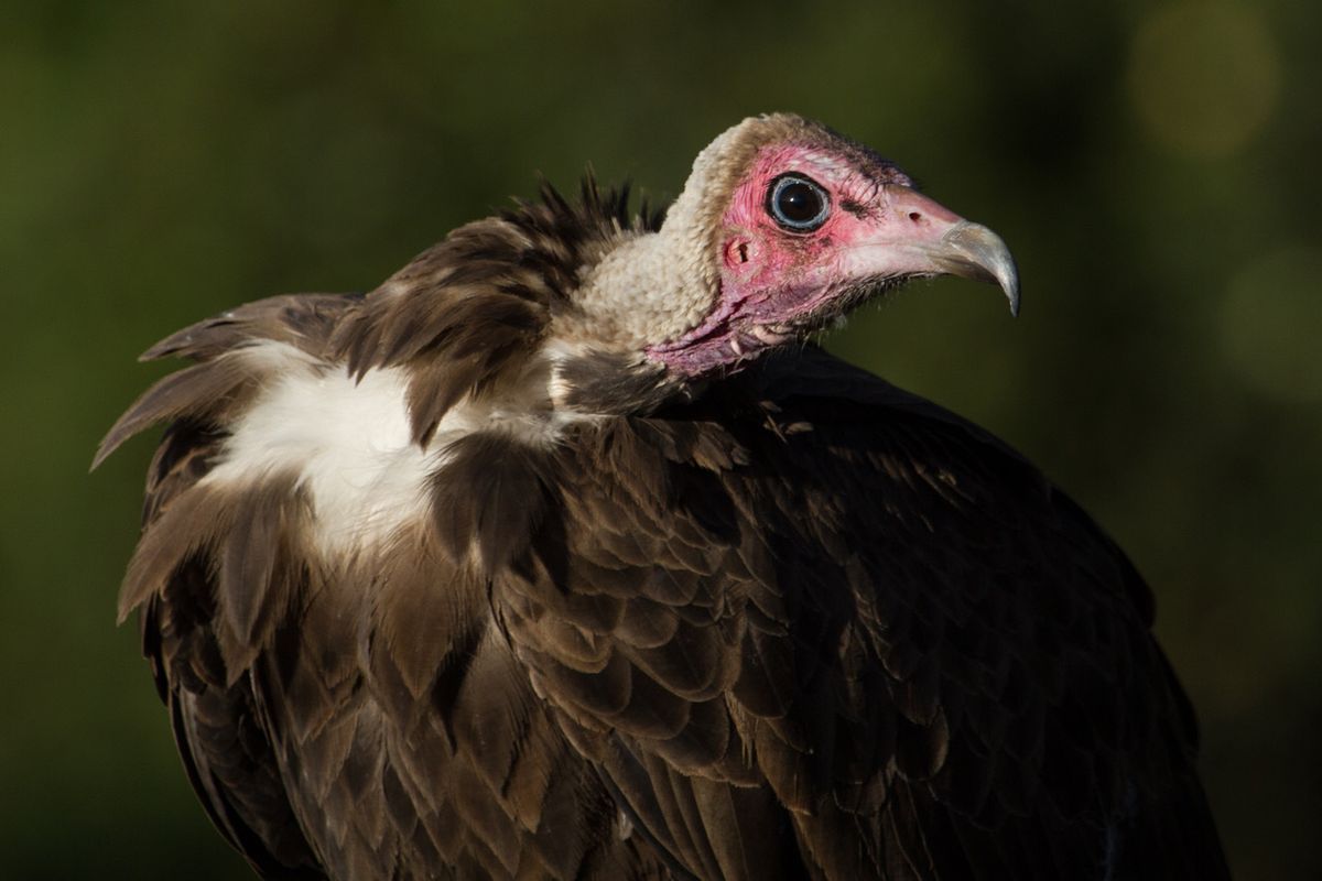 This undated photo provided by Evan R. Buechley in August 2021 shows a hooded vulture in Ethiopia. An analysis of data from the International Union for the Conservation of Nature and BirdLife International released on Monday, Aug. 30, 2021 found that 30% of 557 raptor species worldwide are considered near threatened, vulnerable or endangered. Eighteen species are critically endangered, including the hooded vulture, researchers found.  (Evan R. Buechley)