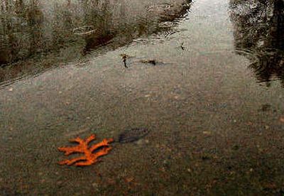 Puddles gather near a farm in Post Falls on Wednesday. The moist spring weather is renewing concerns over the West Nile virus, according to a warning issued by the Spokane Regional Health District.
(Kathy Plonka / The Spokesman-Review)