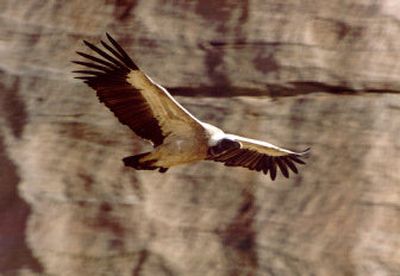 
The long-billed vulture is one of three Asian species devastated by a widely used veterinary drug. 
 (Munior Virani The Peregrine Fund / The Spokesman-Review)