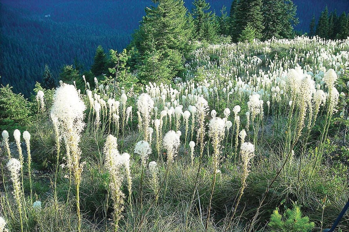 A snowy winter and wet spring several years ago created perfect conditions for spectacular beargrass blooms on Mount Spokane.  (SSR)