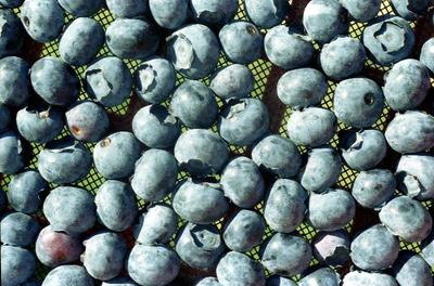 Blueberries need to be fertilized regularly with an acid fertilizer labeled for rhododendrons. (File / The Spokesman-Review)