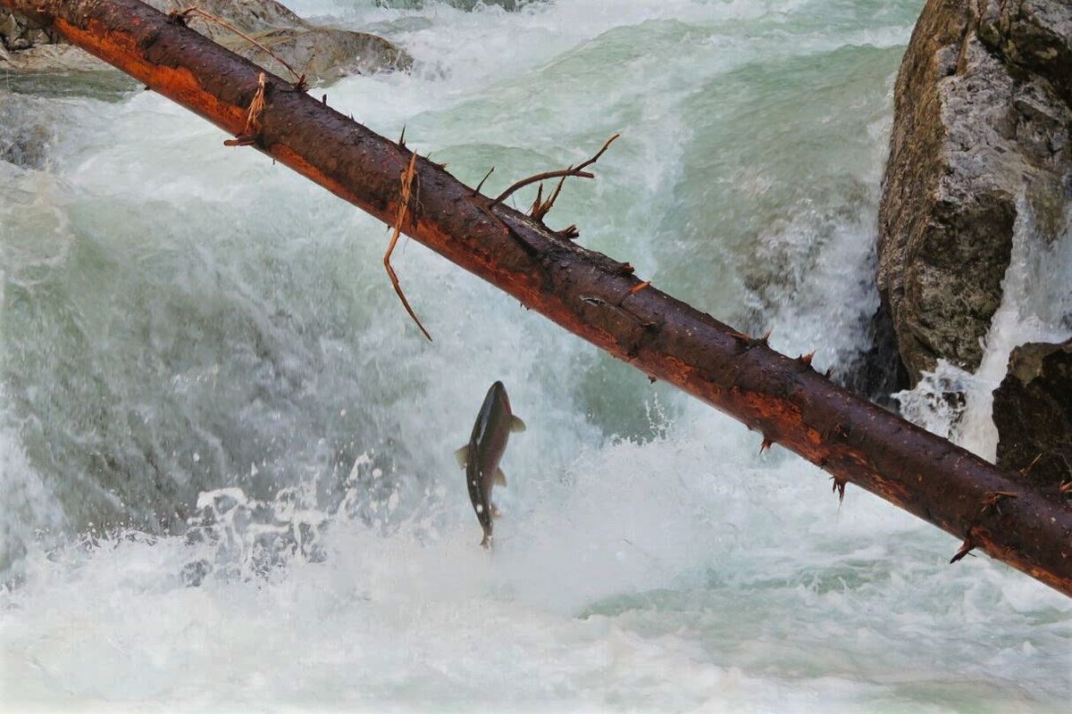 A spawning-bound Gerrard rainbow trout leaps into Grouse Creek Falls on April 16, 2016. (Landon Otis / Lake Pend Oreille Idaho Club)