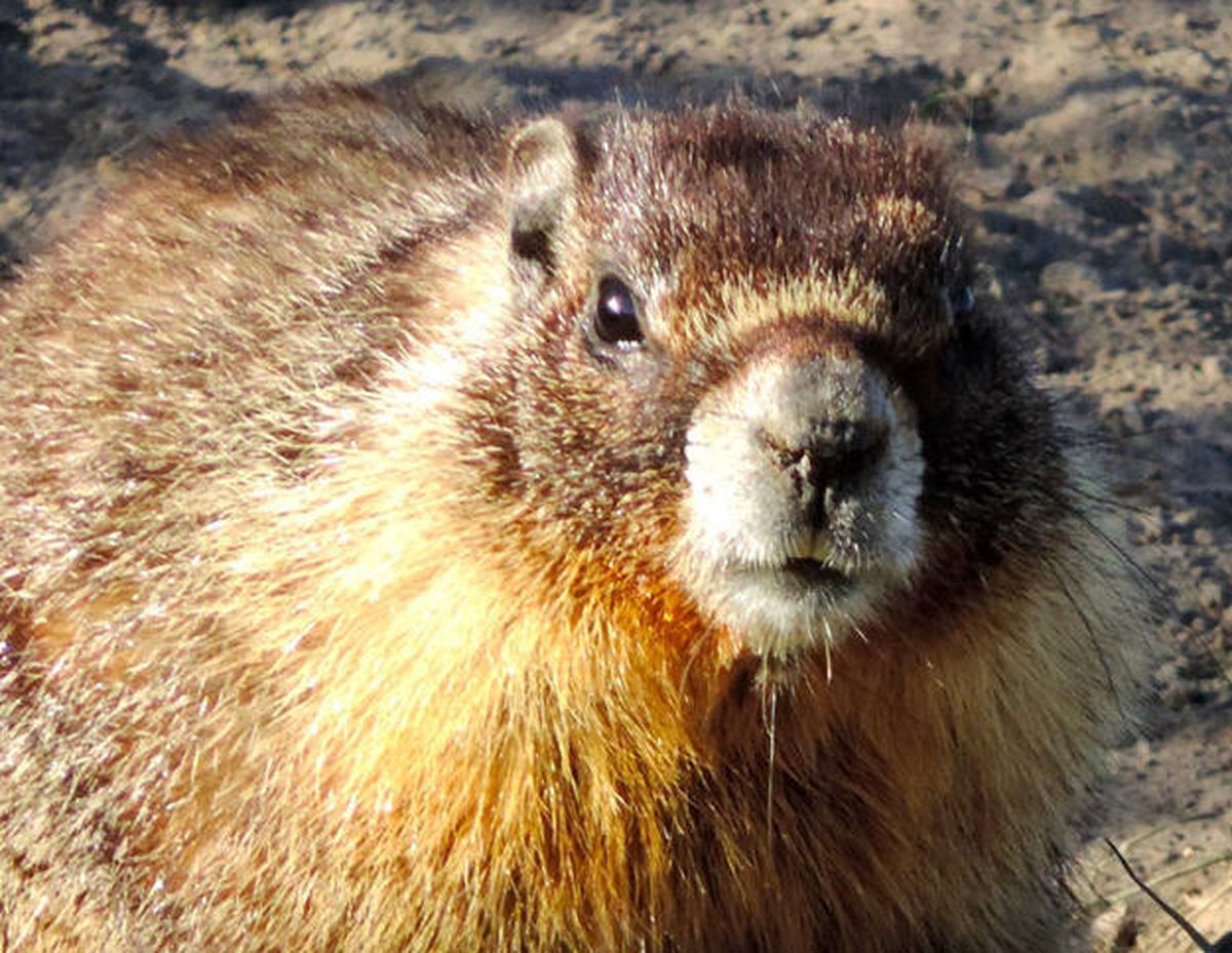 Friendly marmot posing at Palouse Falls on March 8.