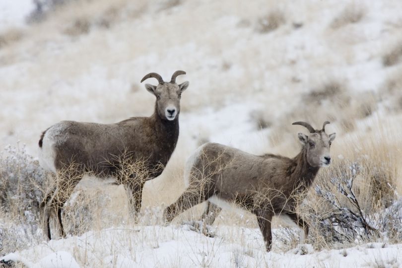 Bighorn sheep graze  in the Yakima River Canyon in 2008.  (File Associated Press)