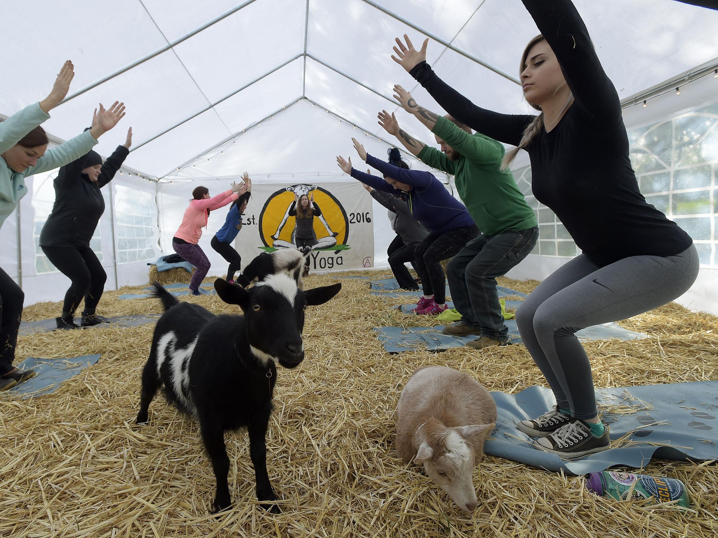 Goat yoga craze: Oregon yoga business goes viral