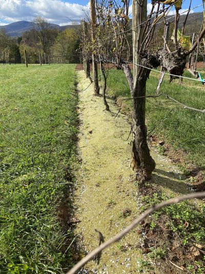 Crushed glass from recycled wine bottles is used as coarse sand, which is then used as mulch in the vineyard at Afton Mountain Vineyard in Afton, Virginia.  (Elizabeth Smith/Afton Mountain Vineyard)