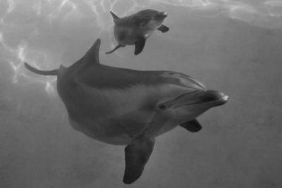 
A mother dolphin swims with her newborn at the Atlantis Resort Hotel in Nassau, Bahamas, on Friday. Two dolphins rescued during Hurricane Katrina have given birth at the Bahamian resort. 
 (Associated Press / The Spokesman-Review)