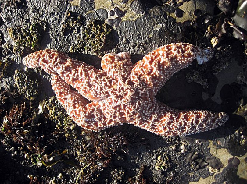 A starfish suffers from sea star wasting disease, missing one arm and with tissue damage to another, in this undated photograph. (Associated Press)