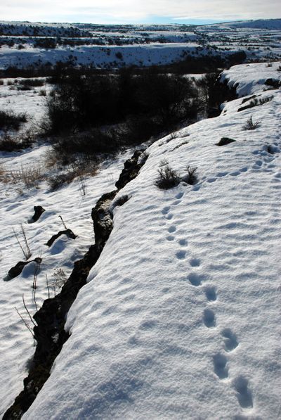 Tracks of porcupines (above) and a few other critters were the only obvious signs of life near Govan on Wilson Creek property acquired in December by the Bureau of Land Management. (Rich Landers / The Spokesman-Review)