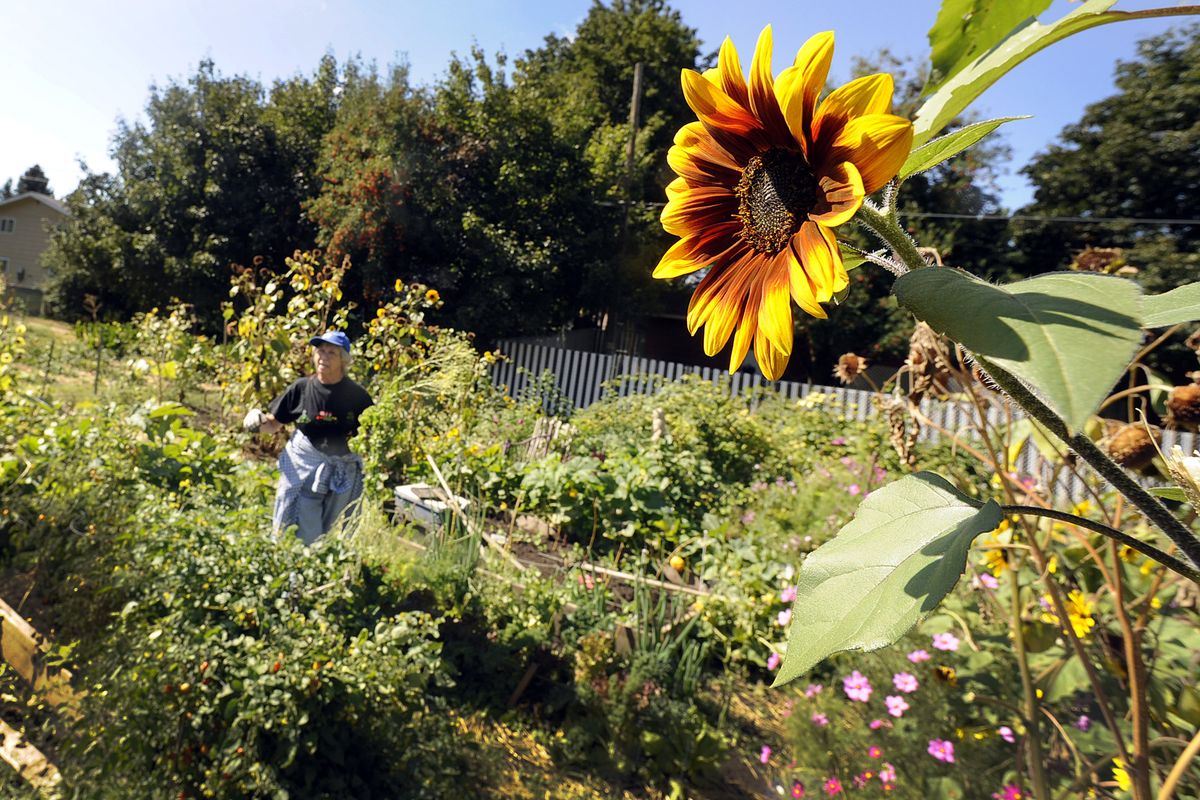 A sunflower hangs over Penny Bone as she works on her plants in the Cheney Community Garden last Thursday. (CHRISTOPHER ANDERSON / The Spokesman-Review)