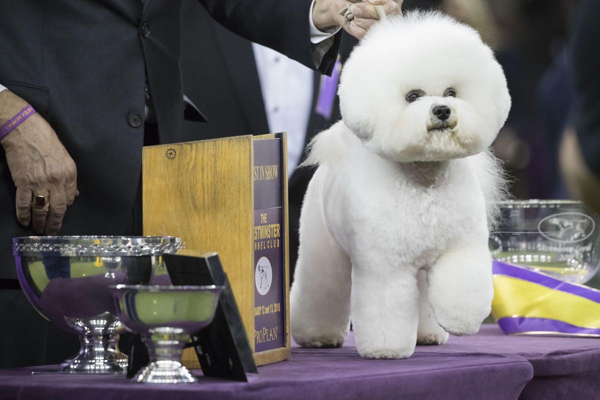 A Westminster Bichon frise becomes dog | The Spokesman-Review