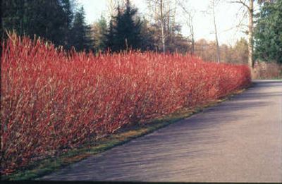 
Red-osier dogwood, which provides spectacular color, flourishes in Eastern Washington. 
 (Photo courtesy of R.W. and M.R. Smith / The Spokesman-Review)