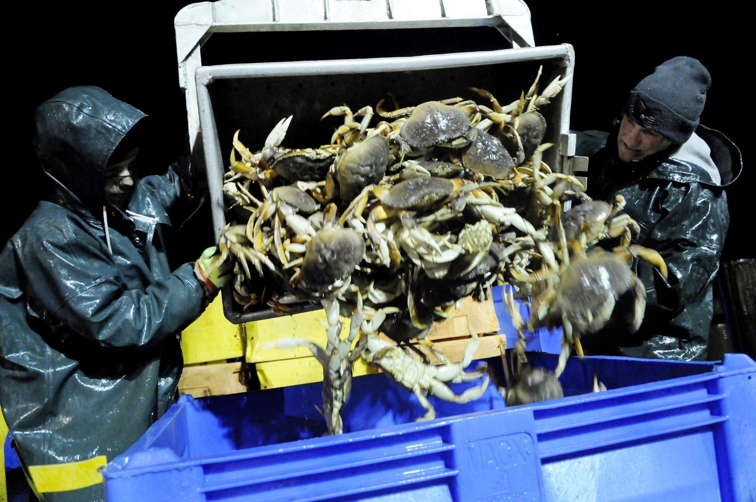 After delay, Dungeness crab season opens on Oregon coast The