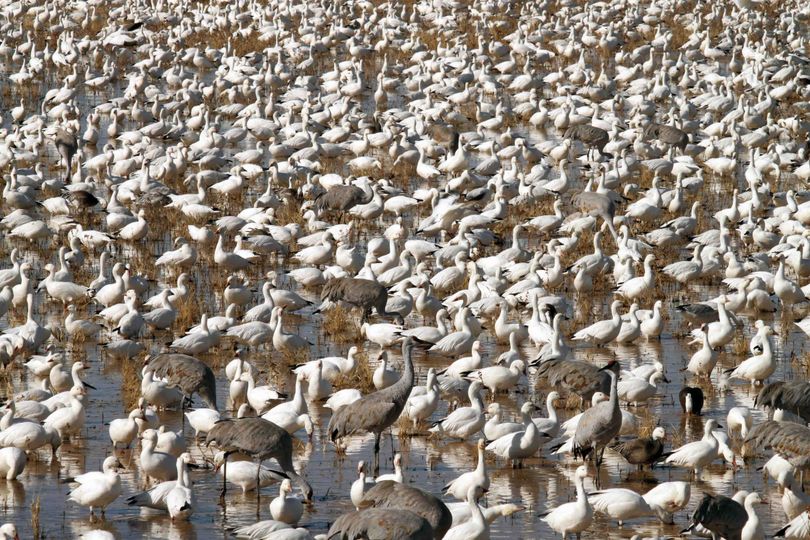 Thousands of sandhill cranes, snow geese and other migratory birds gather at Bosque del Apache National Wildlife Refuge south of Socorro, N.M., Monday, Nov. 23, 2009. The refuge wrapped up its 22nd annual Festival of the Cranes on Sunday. (Susan Bryan / Associated Press)