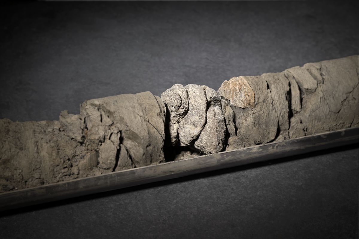 Fossilized dinosaur vertebrae were unearthed in January from a depth of 763 feet below the surface of the Denver Museum of Nature and Science’s parking lot. (Richard M. Wicker/Denver Museum of Nature and Science)