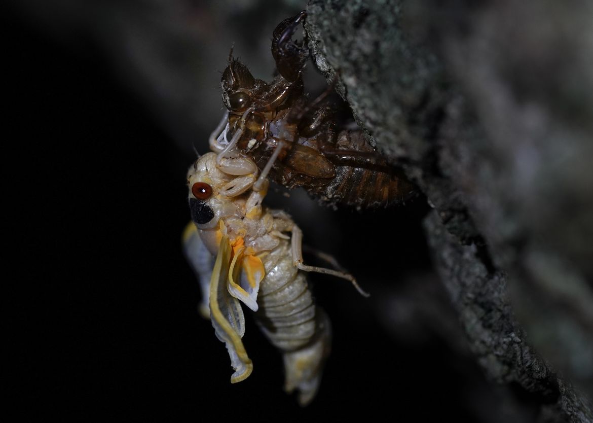 Trillions of cicadas are about to emerge from 15 Eastern states - May ...