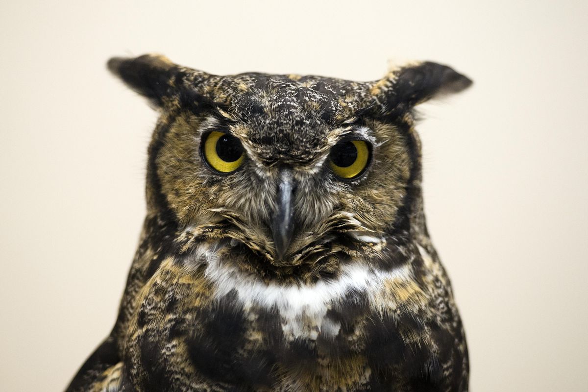 Owls like this great horned owl photographed in 2015, can’t move their eyeballs in their eye sockets. So they developed the ability to turn their heads around to better hunt for dinner. (Dan Pelle / The Spokesman-Review)
