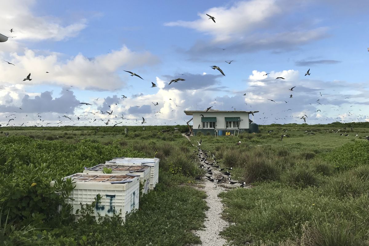 In this June 23, 2020, photo provided by Charlie Thomas, seabirds fly over a field camp on Kure Atoll in the Northwestern Hawaiian Islands. Cut off from the rest of the planet since February, four environmental field workers are back, re-emerging into a society changed by the coronavirus outbreak.  (Charlie Thomas)