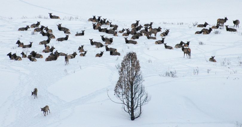 These elk in the Magic Valley region are among big game at about 100 sites being fed this winter by Idaho Fish and Game, which is spending about $625,000 to keep elk, deer and pronghornson traditional winter range and away from agriculture lands.   (Idaho Department of Fish and Game)