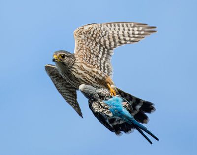 A merlin carries a parakeet in its talons on  Monday. 
Bill Stickler took this photo and said it demonstrates what happens when domesticated species like parakeets are released into the wild. (Bill Stickler / Courtesy)