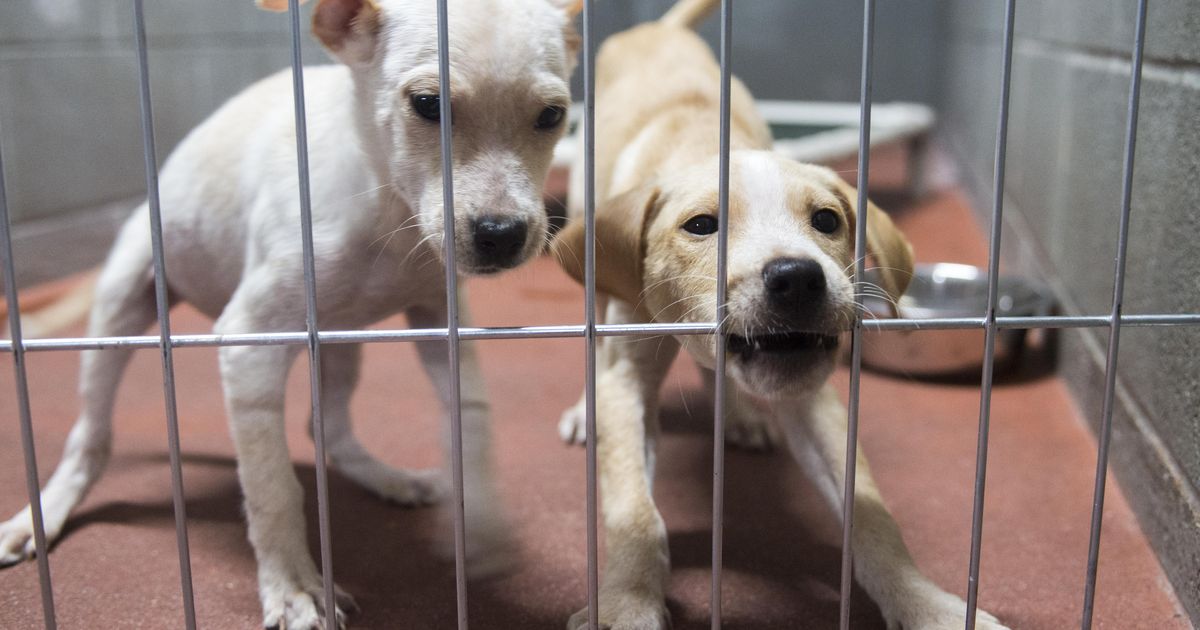 Texas Pups Arrive At The Spokane Shelters As Donations For Hurricane 