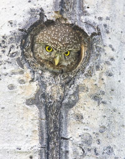 Northern pygmy owl, one of many birds featured in photographic studies by Paul Bannick. 
Copyright Paul Bannick
 

 (Copyright Paul Bannick)