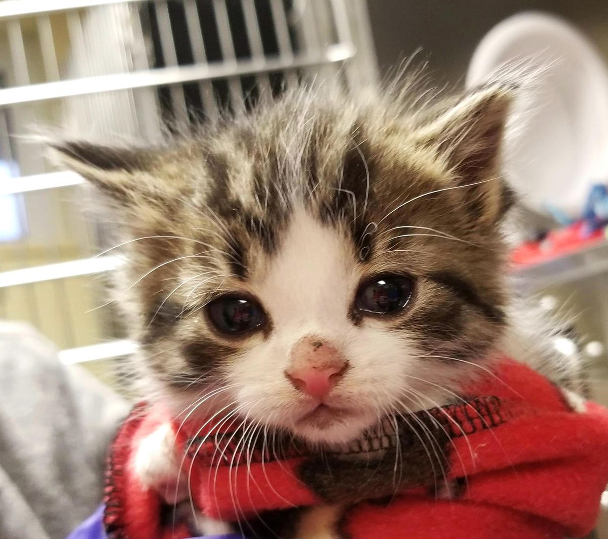 This 2018 photo released by the Michigan Humane Society shows a kitten named Badges. The Troy, Mich., police department has created a new rank of “pawfficer” for the cat that has joined the force. (Michigan Humane Society)