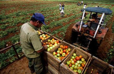 
A farmer collects tomatoes on a tractor in Guira de Melena, 80 miles south of Havana,  in April. Associated Press
 (Associated Press / The Spokesman-Review)