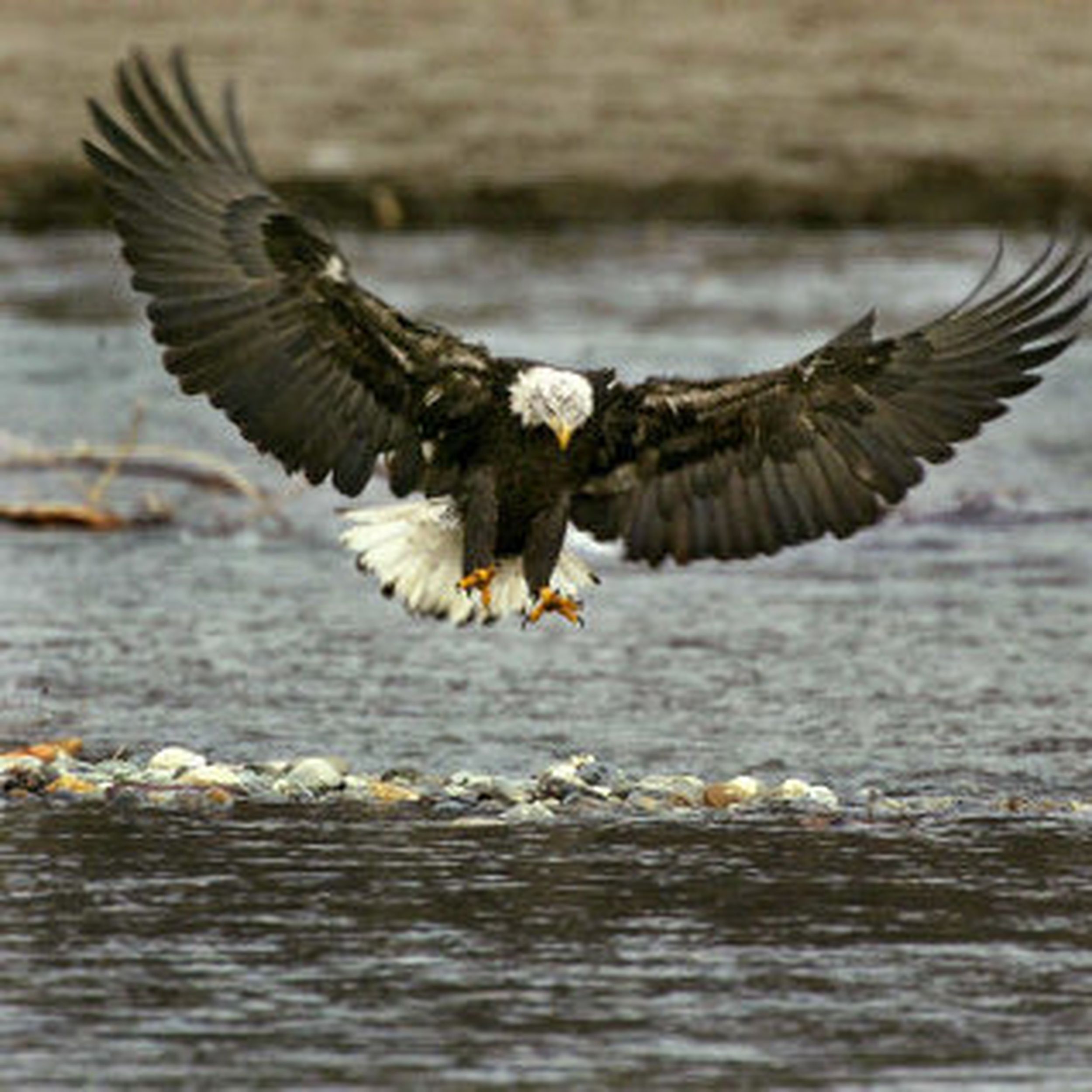 Fish catching eagle crossword