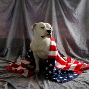 American dog in a USA flag.