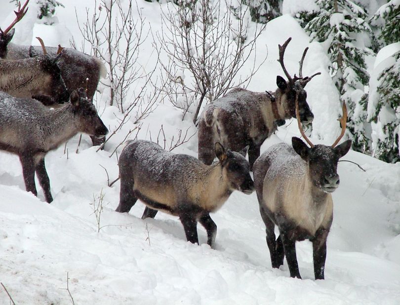 Part of a Southern Selkirk caribou herd move north through the Selkirk Mountains in November 2005. About 18 caribou remain in the South Selkirk herd. (Associated Press)