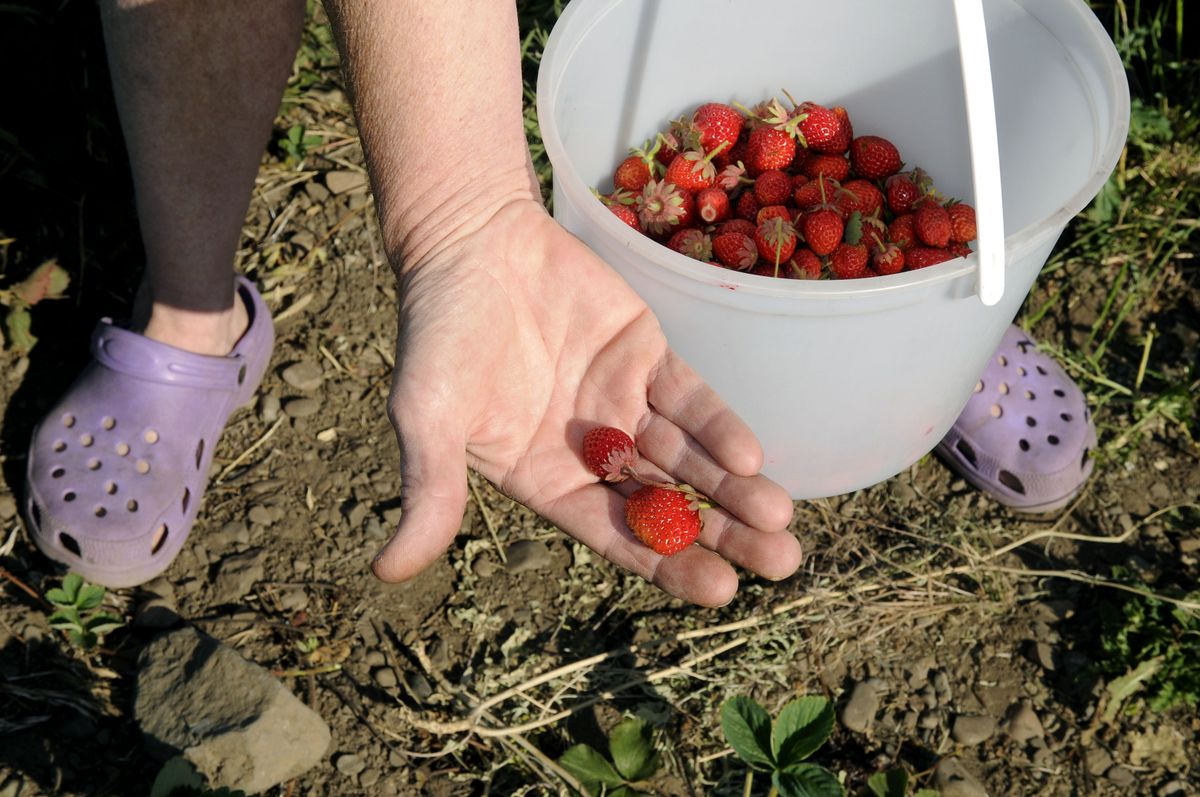 Scone Bender has been picking at Carver Farms for the past 20 years.  Friday she made a trip to gather strawberries. She planned to have strawberry shortcake that evening. (Dan Pelle / The Spokesman-Review)